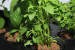 ECLOCY. Aquaponic System